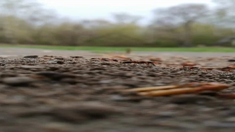 Ants at work at city park. Stock Footage