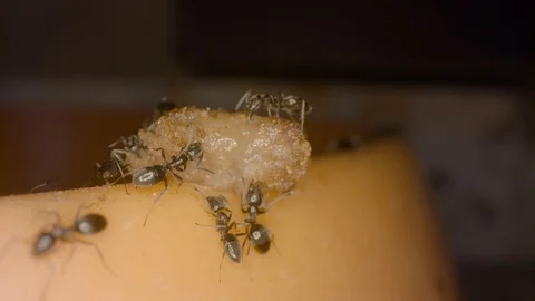 Ants at work close up shot Stock Footage 108201693
