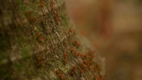 Ants work in the daytime, the ants bridge unity team, Stock Footage 189858546