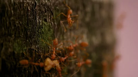 Ants work in the daytime, the ants bridge unity team Stock Footage 190225927