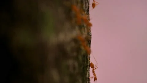 Ants work in the daytime Stock Footage 189857984