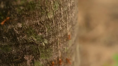 Ants work in the daytime Stock Footage 189860441