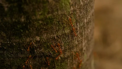 Ants work in the daytime Stock Footage 189861780
