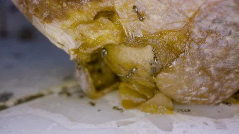 Ants at work eat fruit Stock Footage 108202317