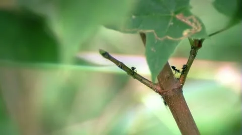 Ants at work Stock Footage 10594163