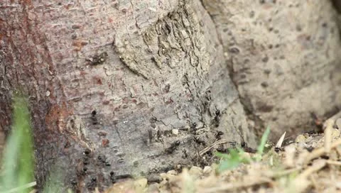 Ants work Stock Footage 10730392