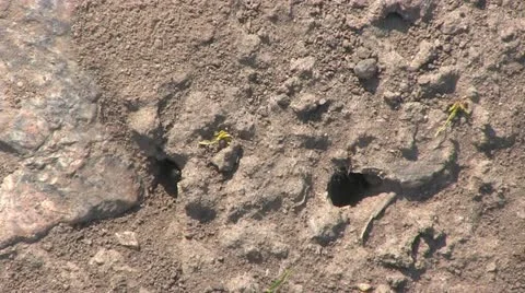 Ants at Work Video stock 22017592