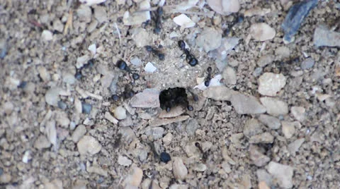 Ants at work. Stock Footage 25335232
