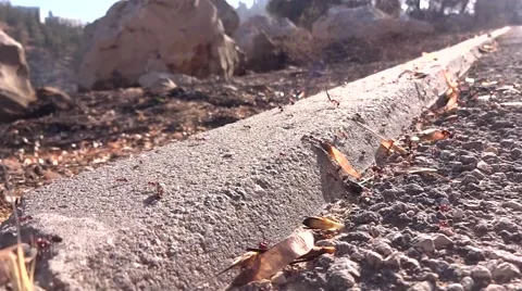 Ants work Stock Footage 40051868