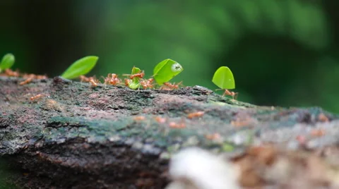 Ants at work Stock Footage 51785787