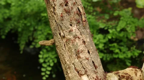 Ants At Work Stock Footage 53853385