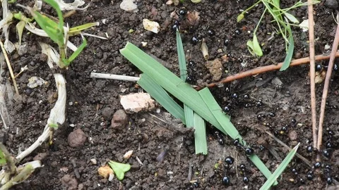 Ants at work Stock Footage 85672117