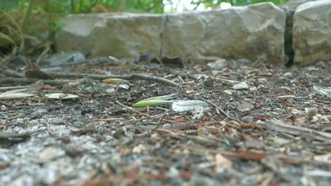 Ants at Work Stock Footage 149703929