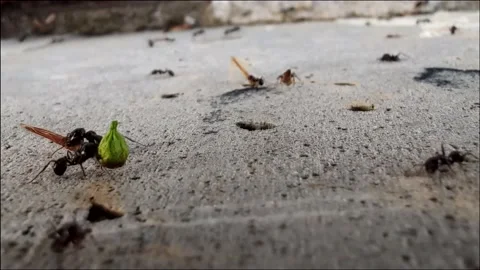 Ants work Stock Footage 151642030