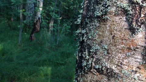 Ants at Work in Forest Vídeo Stock 97270145