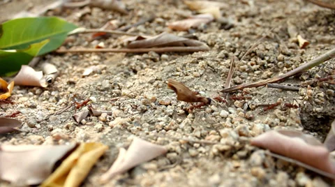 Ants work hard (2) Stock Footage 34131004