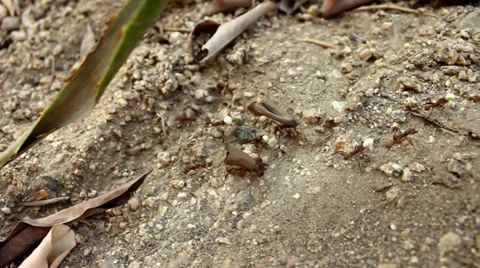 Ants work hard (3) Stock Footage 34129239