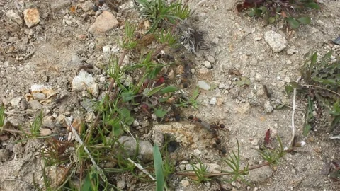 Ants work hard and are very organised Stock Footage 238760885