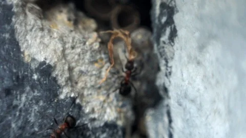 Ants work hard, crawl up, pulling stones Stockbeeldmateriaal 90222557