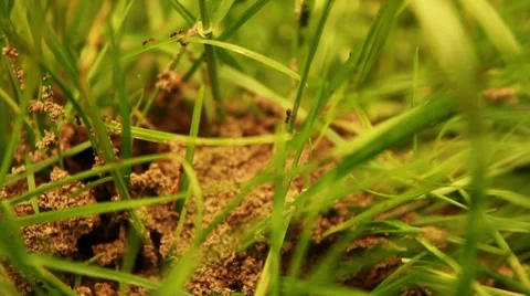 Ants at Work (HQ 1080P) Video stock 7757332