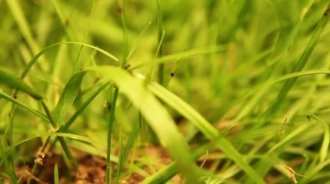 Ants at Work (HQ 1080P) Stock Footage 7757368