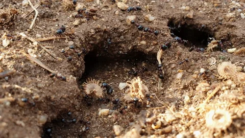 Ants work inside an anthill Stock Footage 138449157