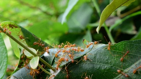 Ants work at its nest. Stockbeeldmateriaal 76357662