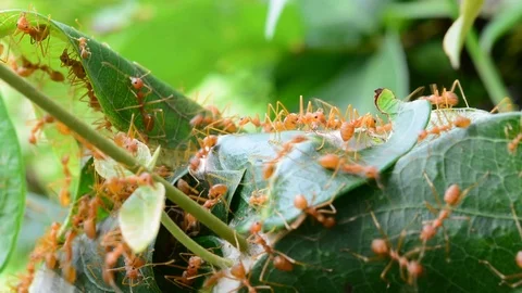 Ants work at its nest. Stockbeeldmateriaal 76357818