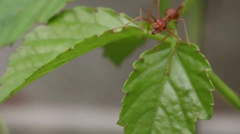 Ants at work on the leaf Stock Footage 52002500