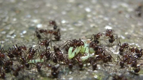 Ants at work, Malaysia 스톡 동영상 88549322