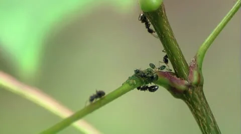 Ants at work. Milking aphids Stock Footage 10594162