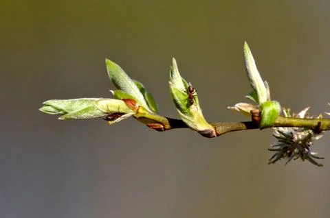 Ants at work Stock Photos