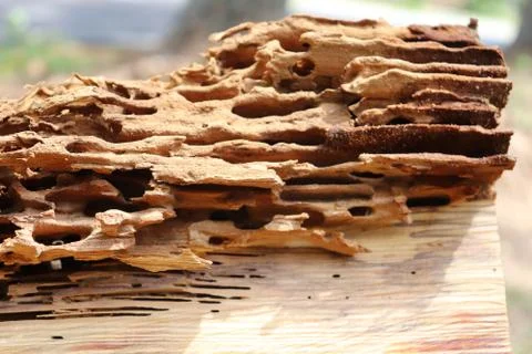 Ant's Work Stock Photos