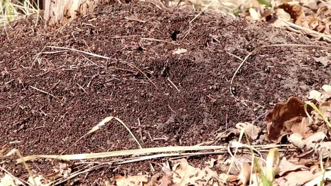 Ants work as a team in an anthill 스톡 동영상 109048849