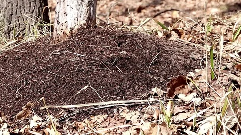 Ants work as a team in an anthill Stock Footage 109049709