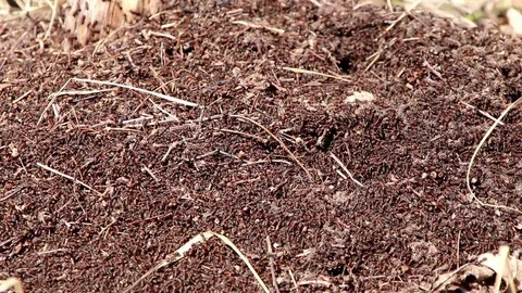 Ants work as a team in an anthill Stock Footage 109049955