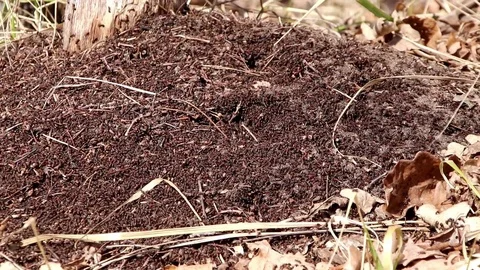 Ants work as a team in an anthill Video stock 109170187