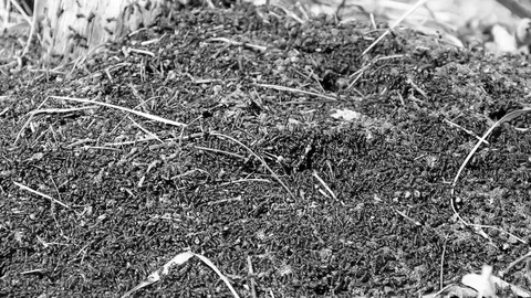 Ants work as a team in an anthill 스톡 동영상 109170319