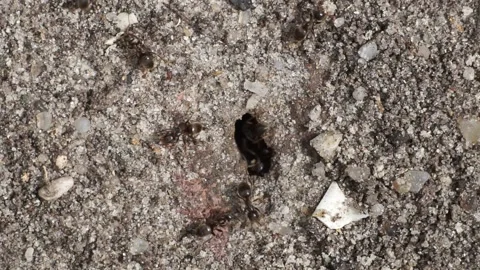 Ants at Work - Time Lapse - Top View Stock Footage 130493424