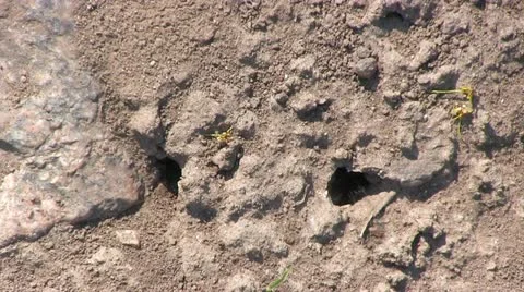 Ants at Work timelapse Stock Footage 22017798