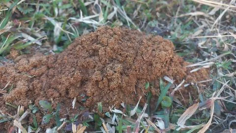 Ants work together to build their nest inside the red mud house farm. Stock Photos