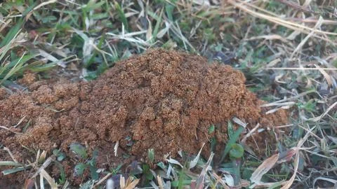 Ants work together to build their nest inside the red mud house farm. Stock Photos