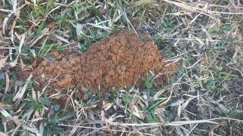 Ants work together to build their nest inside the red mud house farm. Stock Photos
