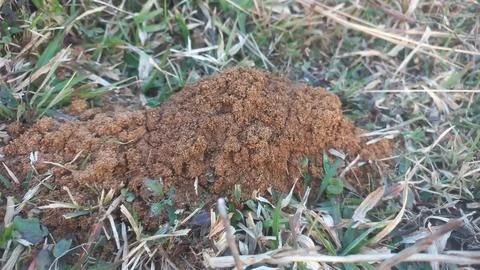 Ants work together to build their nest inside the red mud house farm. Stock Photos