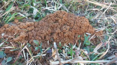 Ants work together to build their nest inside the red mud house farm. Stock Photos