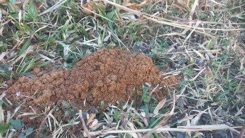 Ants work together to build their nest inside the red mud house farm. Stock Photos