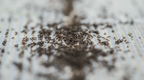 The ants work together on the ground close-up Stock-Footage 38838907