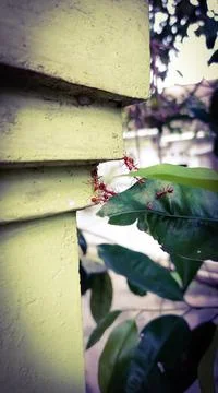 The ants work together Stock Photos