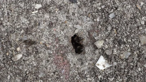 Ants at Work - Top view Stock Footage 130493495