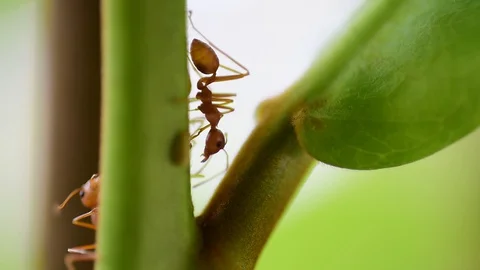 Ants worker in nature. Stock Footage 127818936